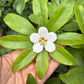 Broche floral de cerámica